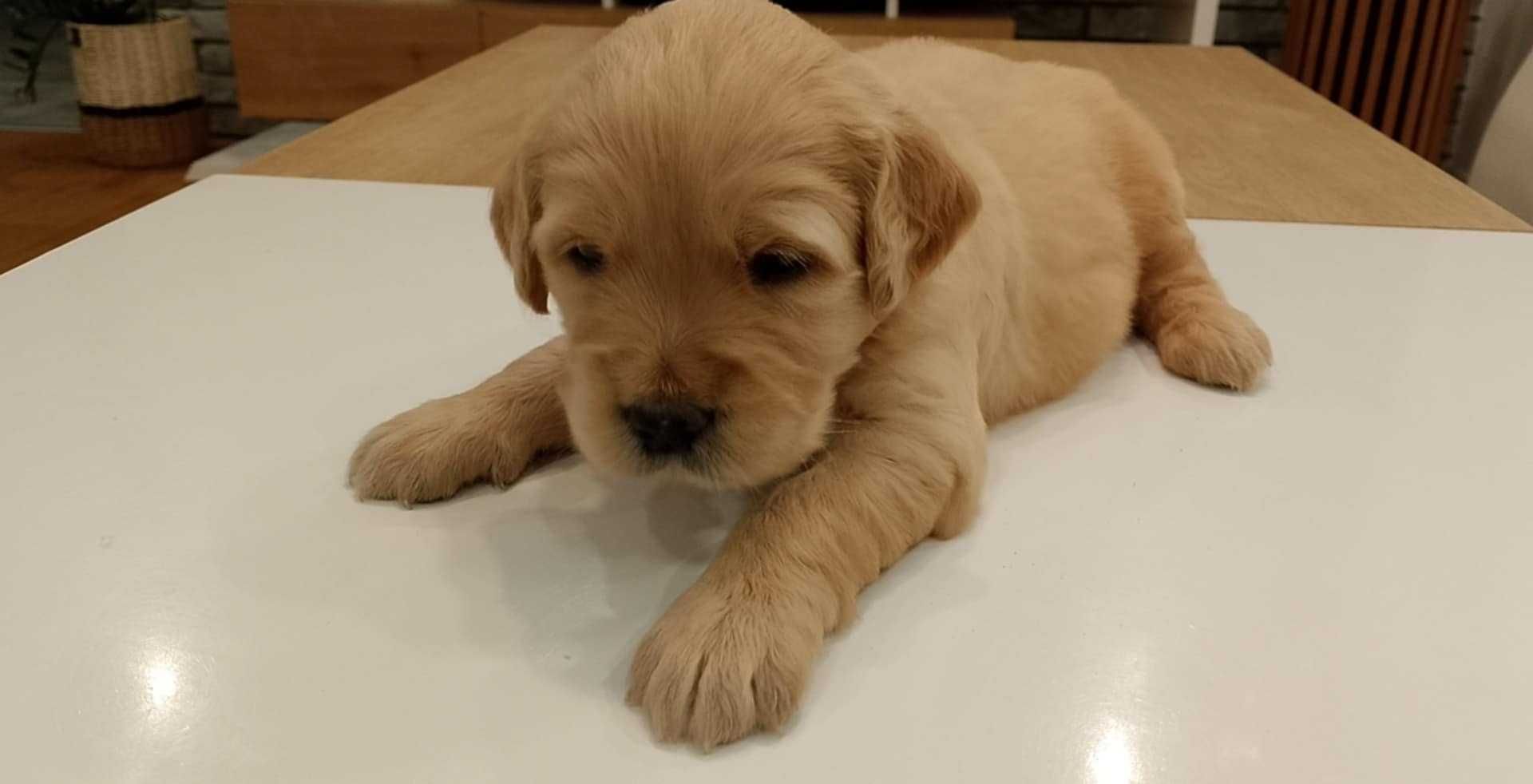 Szczeniak rasy Golden Retriever