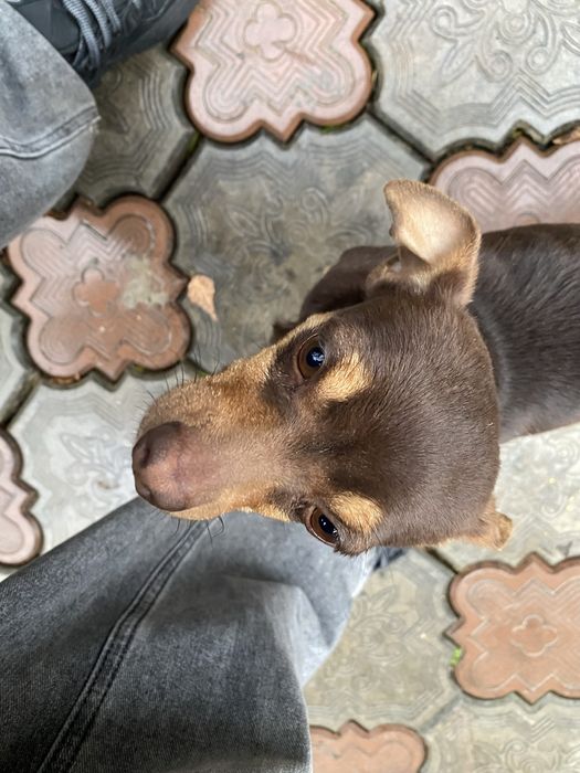 Отдадим породистую собаку