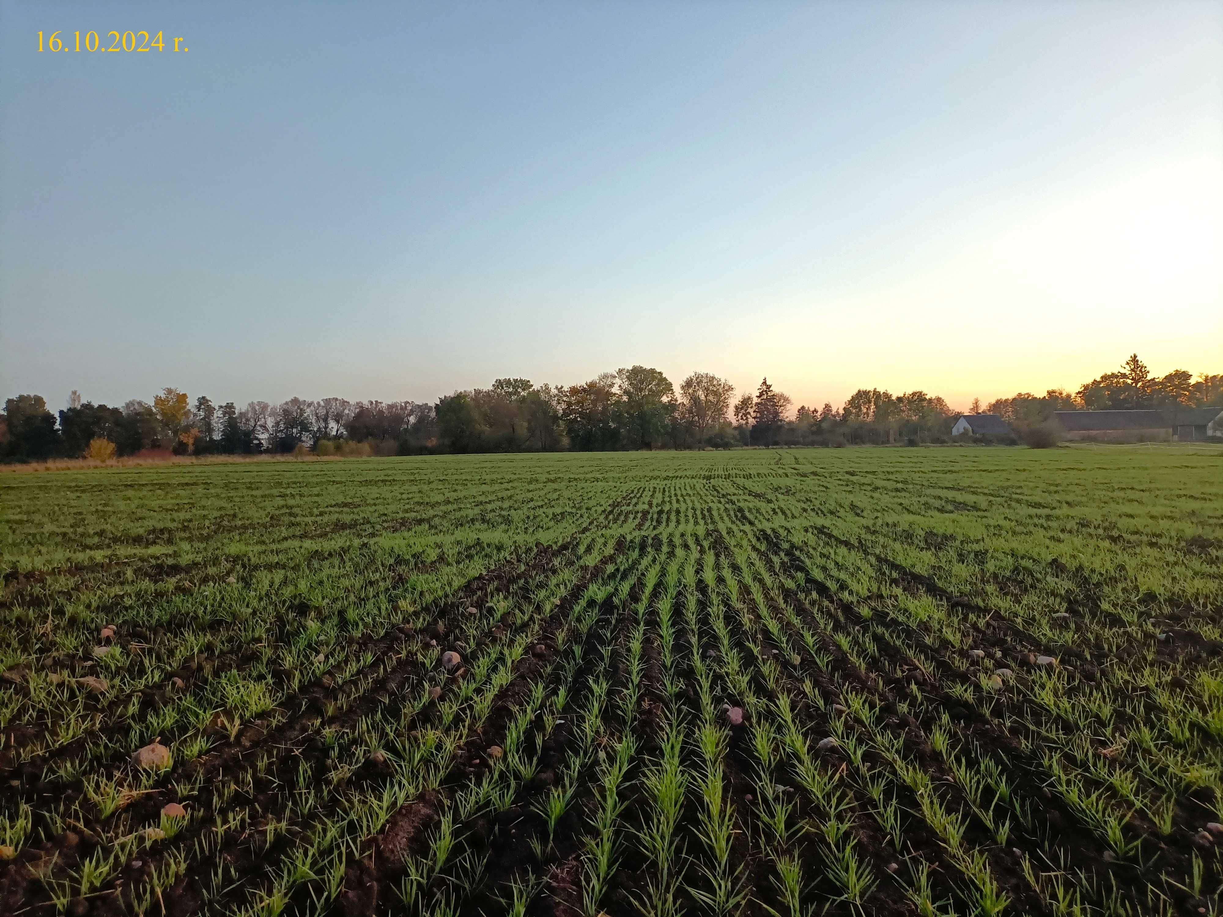 Owies ozimy - tegoroczny plon 7 t/ha