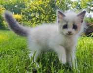 Kocurek ragdoll bicolor