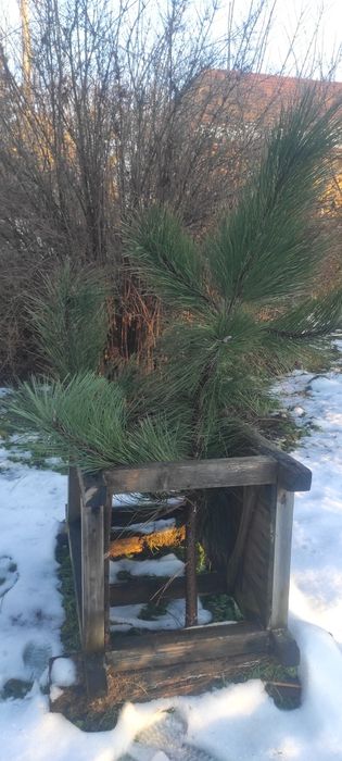 Choina stroik sosna żółta