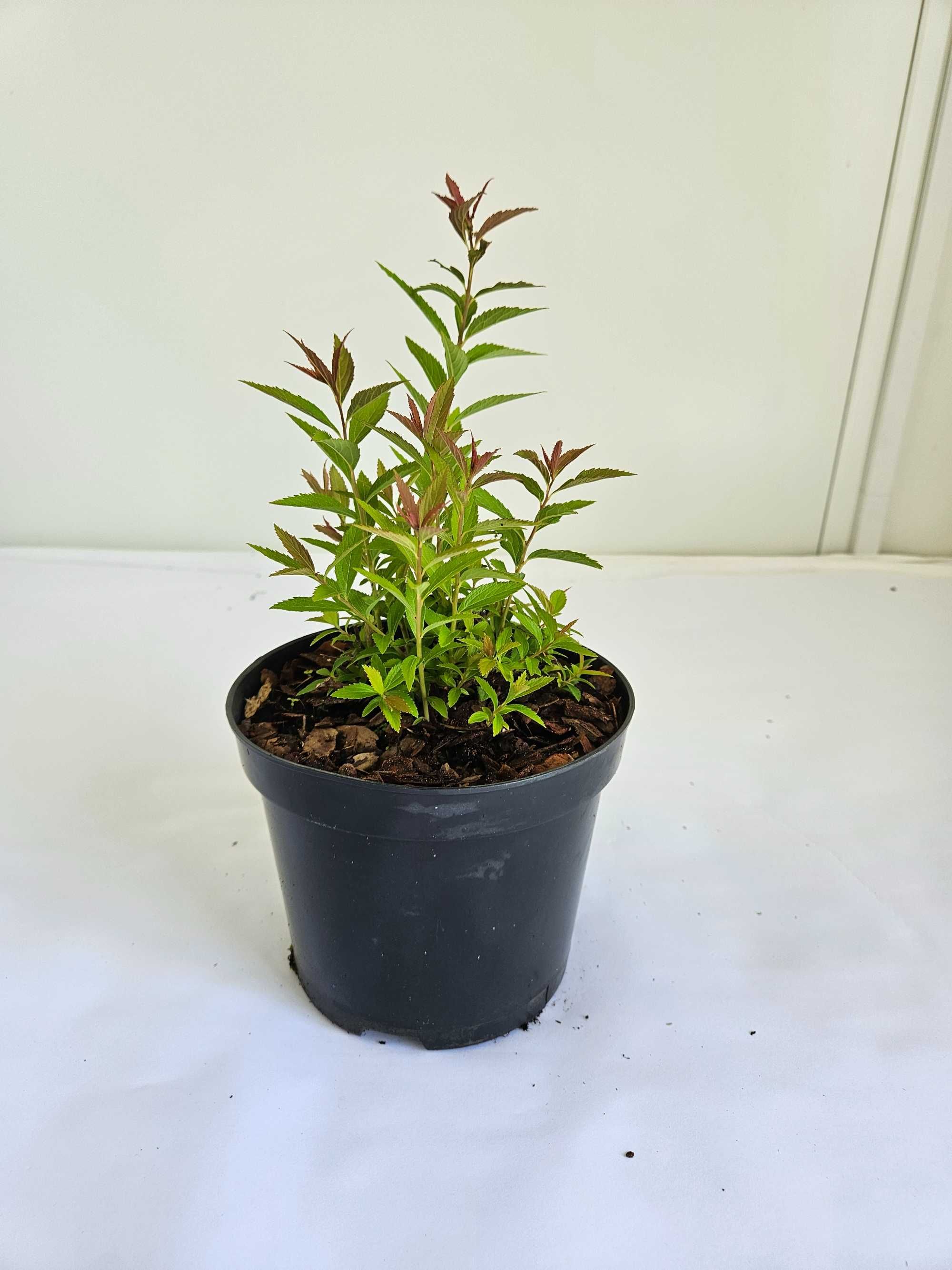 Tawuła japońska 'Genpei' (Spiraea japonica 'Genpei')