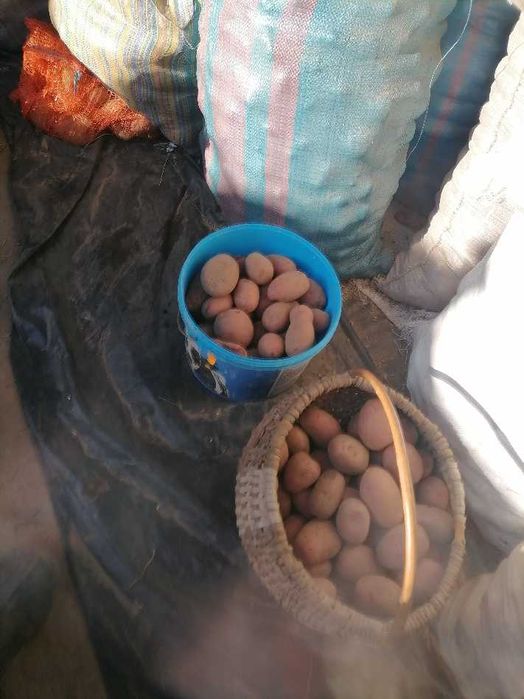 Sprzedam ziemniaki Ricardo i Irga na oborniku bez nawozów sztucznych