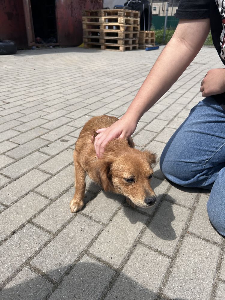 Do oddania suczki maja pol raku  rasa mieszana.