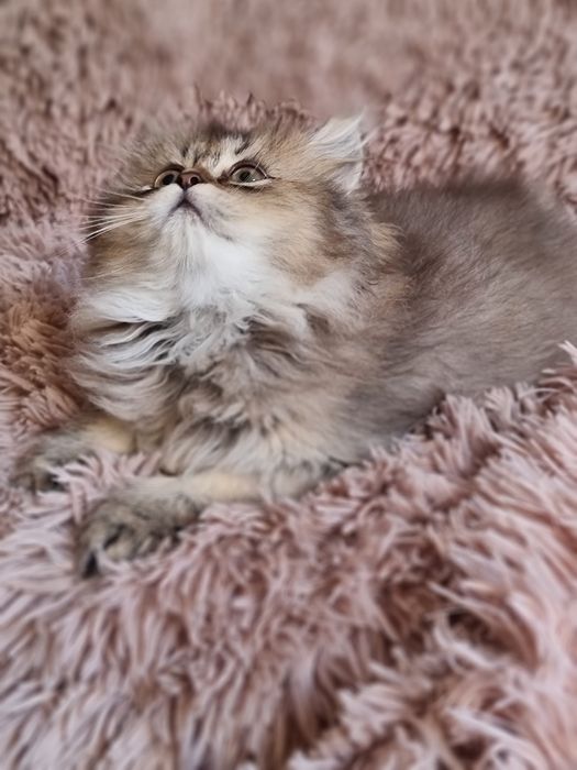 Kotka dziewczynka brytyjczyk