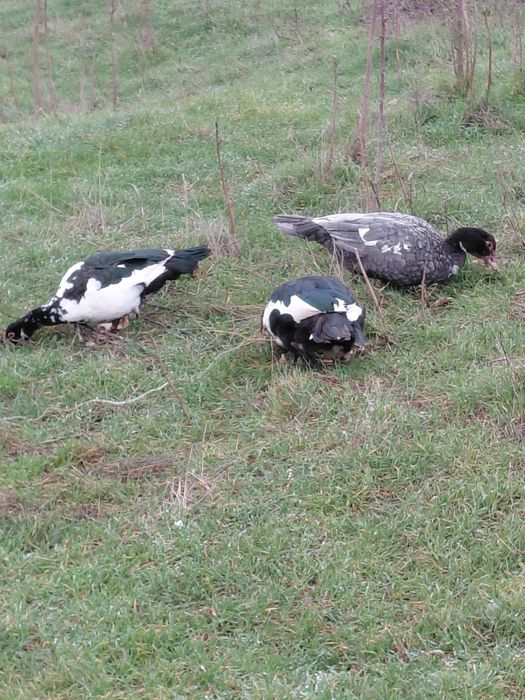 Продам уток шипуни