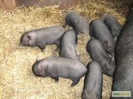 В'єтнамські поросята