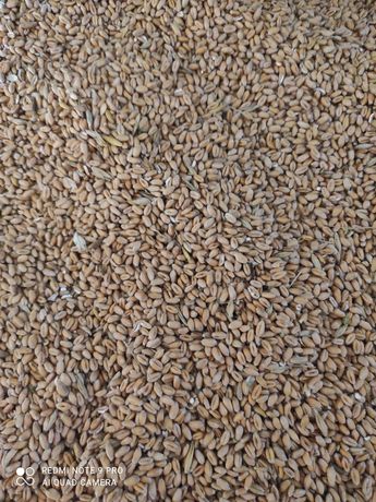 Фуражне зерно озимих пшениці та третікале урожай 2022 пшениця
