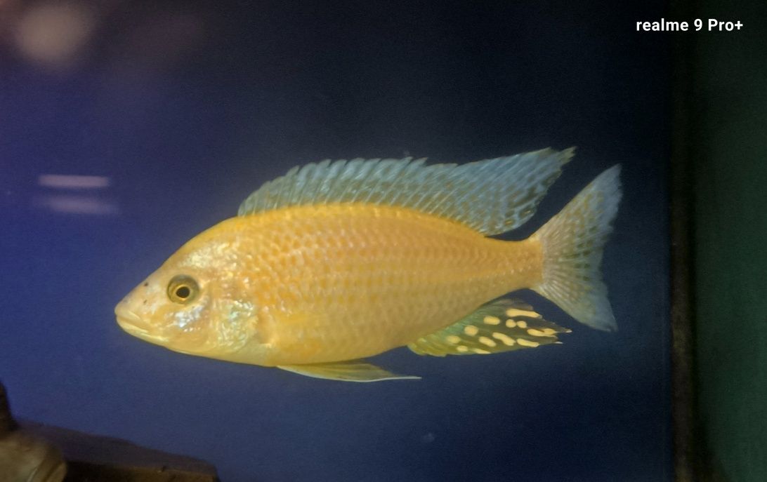 Aulonocara fire fisch iceberg