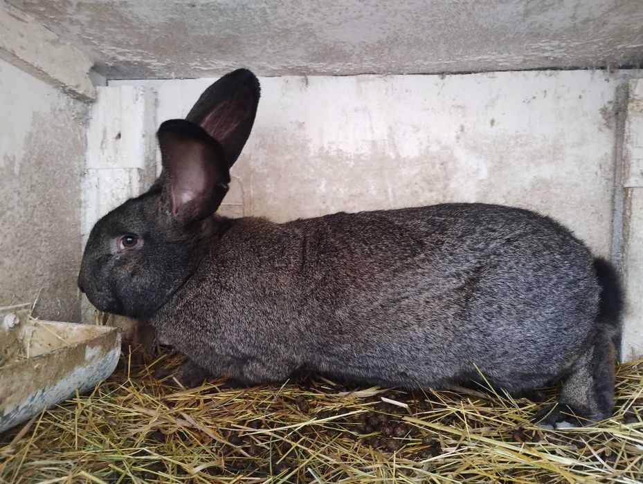 sprzedam króliki samiec i samiczki