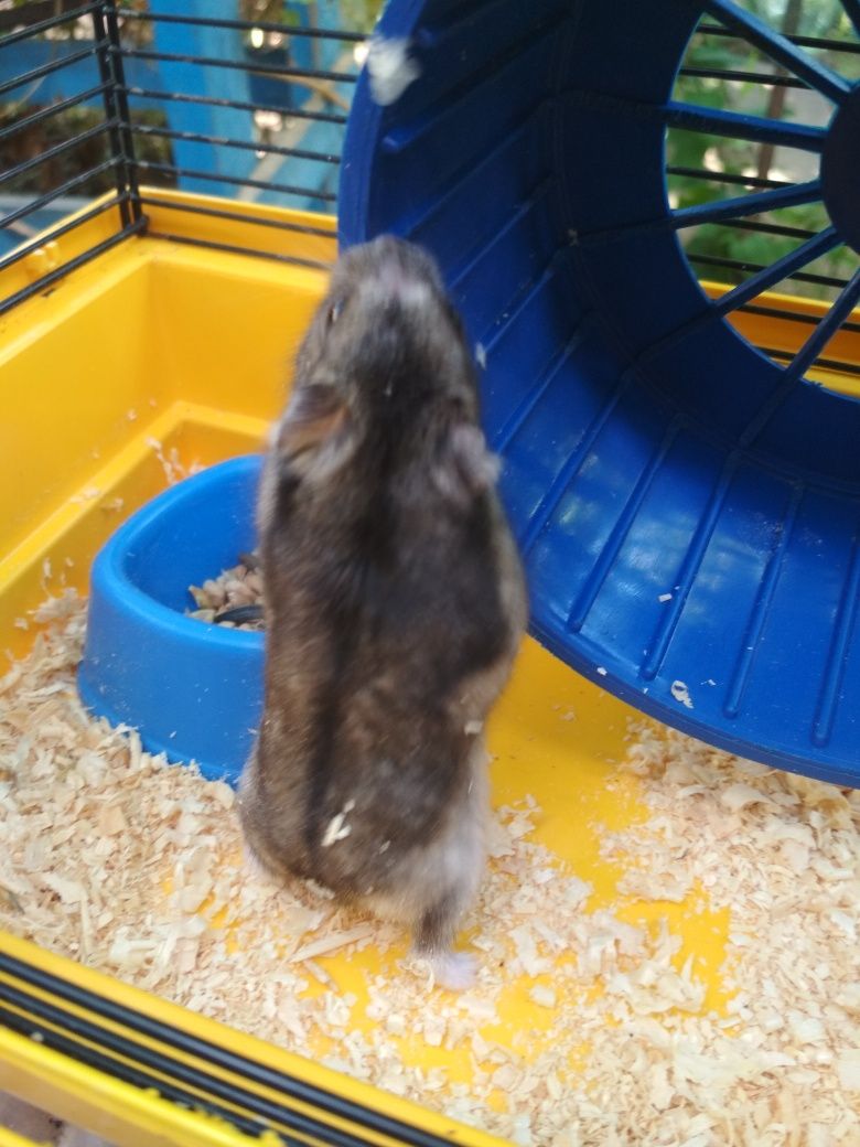 Хомячек с клеточкой