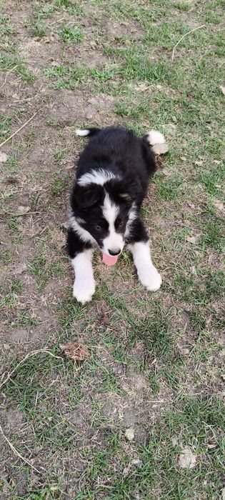 Border Collie ur.09. 06. 2025 ( Suczka  )