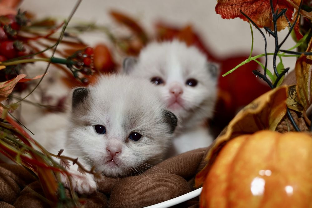 Ragdoll ragdolle kocurek po przebadanych rodzicach