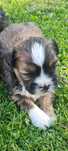 Piesek shih tzu szuka domu