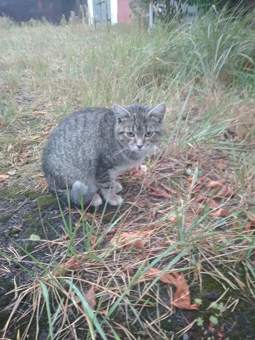 Віддам котика у добрі руки