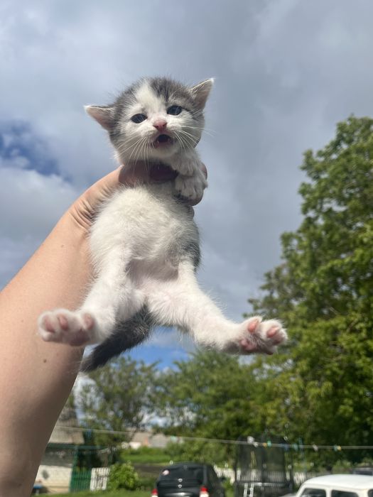 Віддам, подарую кошенят