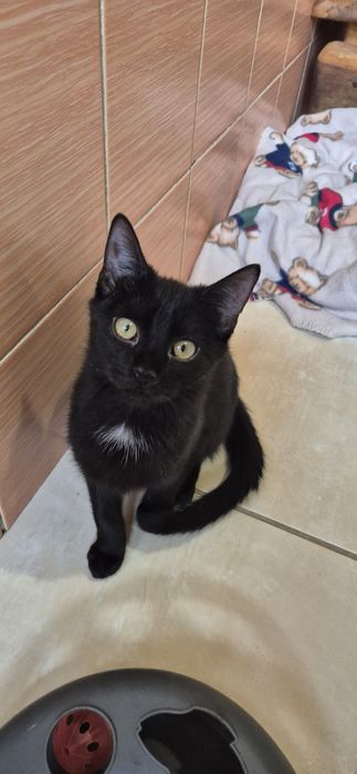 Kotka okolo 5 miesięcy