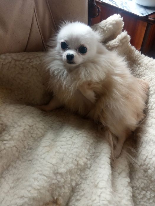 Продаю длiношерстну Чихуахуа