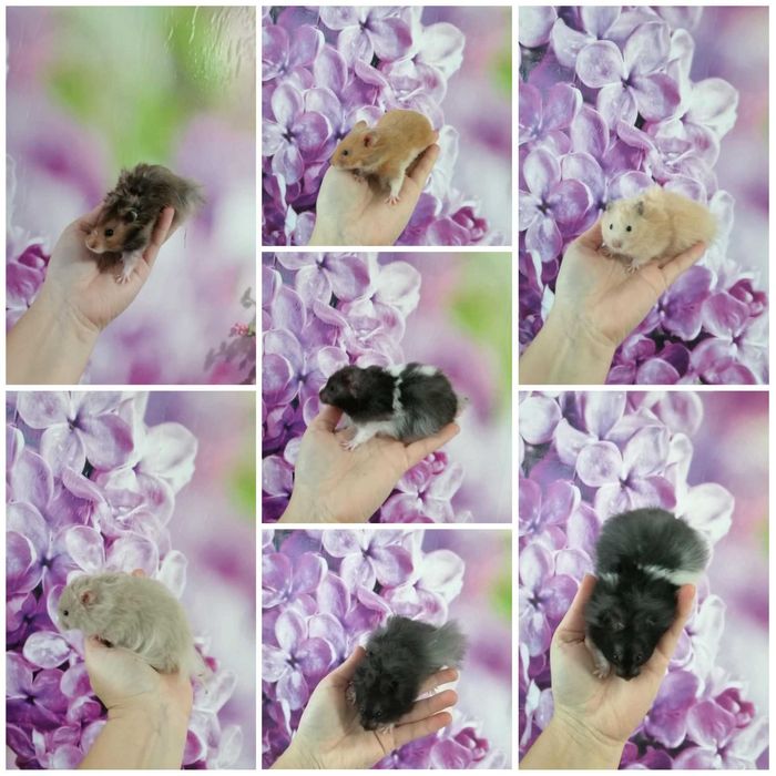 Chomiki syryjskie młode oswojone