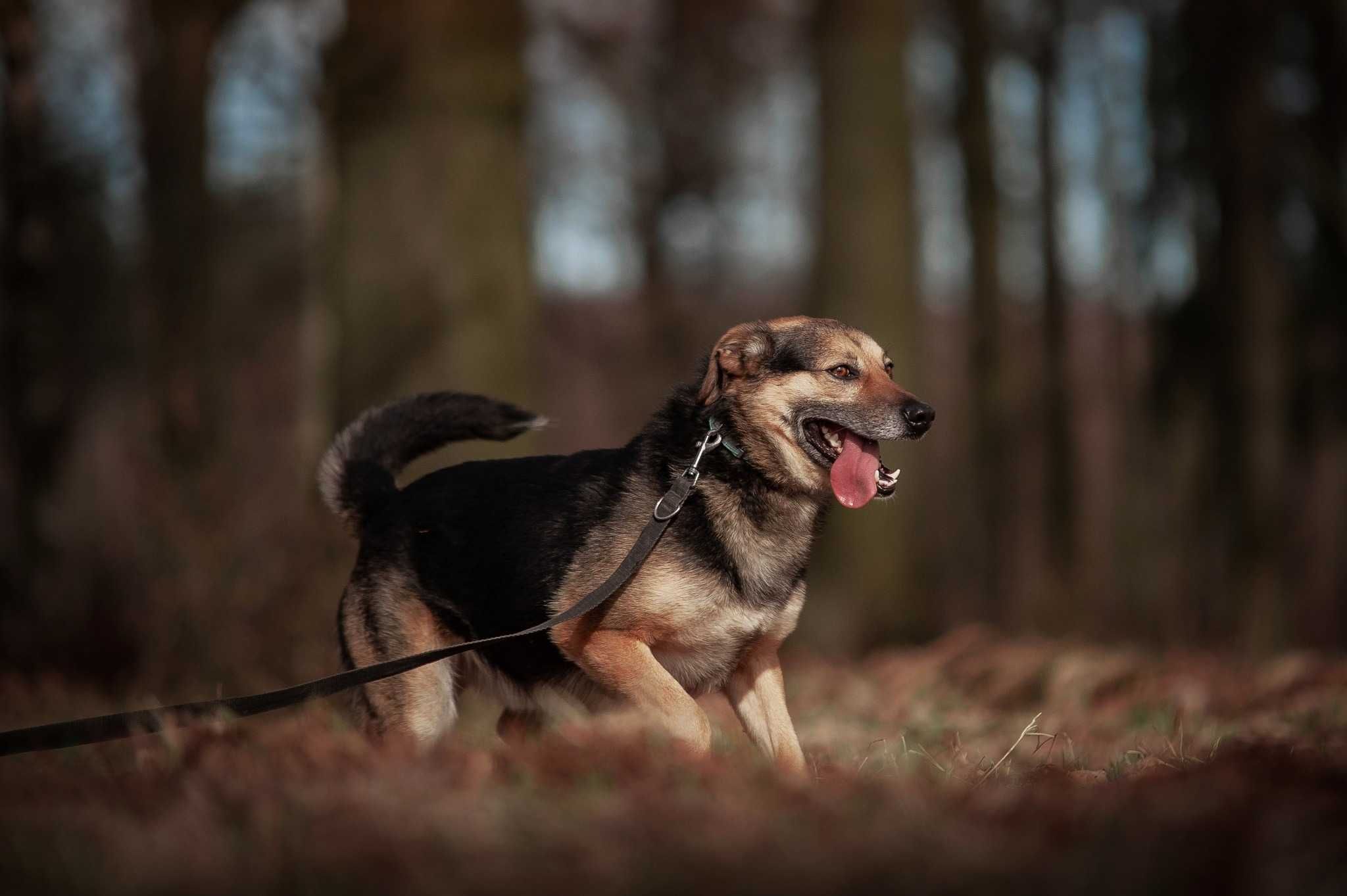 Tuliś - słodziak, przytulak i aktywny psiak do adopcji.