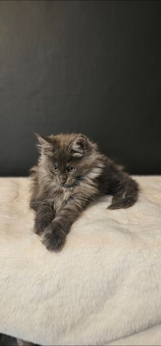 Koteczka Maine coon