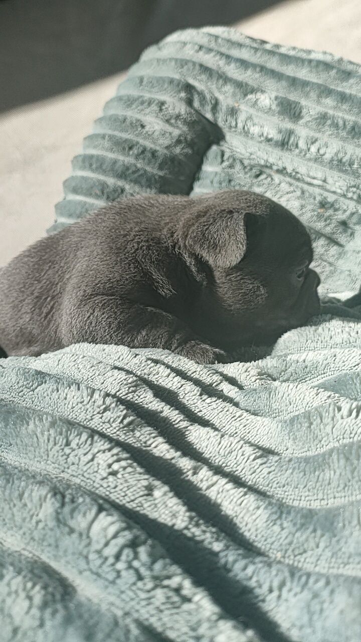 Buldog francuski niebieski