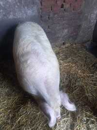 Свиня (Ціна за 1 кг живою вагою 90 грн.)