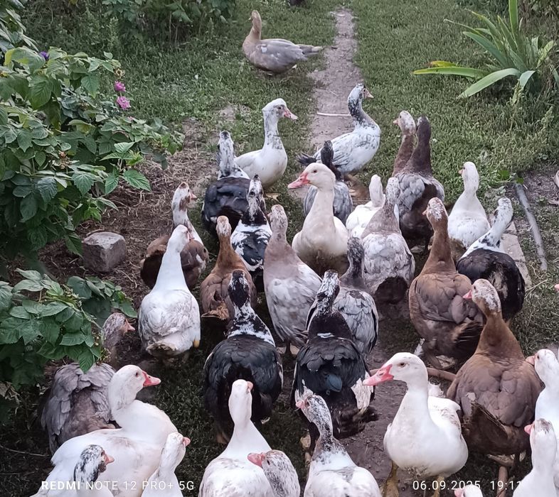 Качки Шипуни, мускусні, молодняк