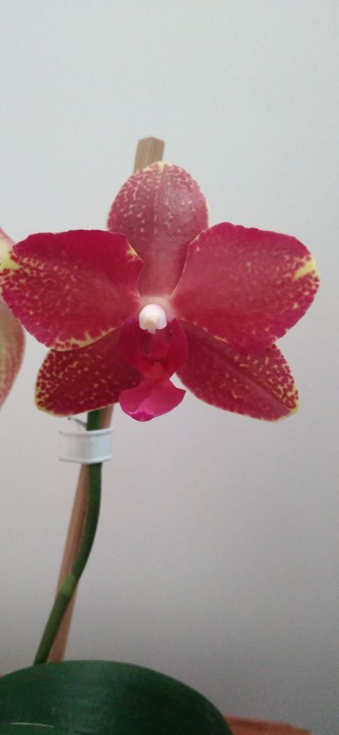 Орхідея фаленопсис квітуча Тонка 7