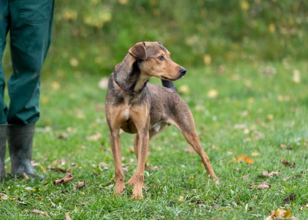 Keks młody, przyjazny piesio w schronisku bez wolontariatu