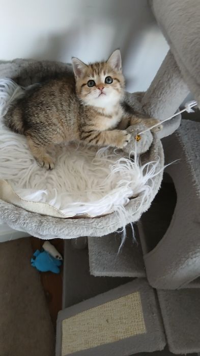 Fêmea Scottish Straight. Tabby.