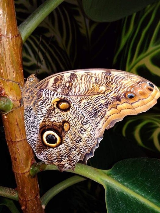 Подарункові набори з лялечками метеликів