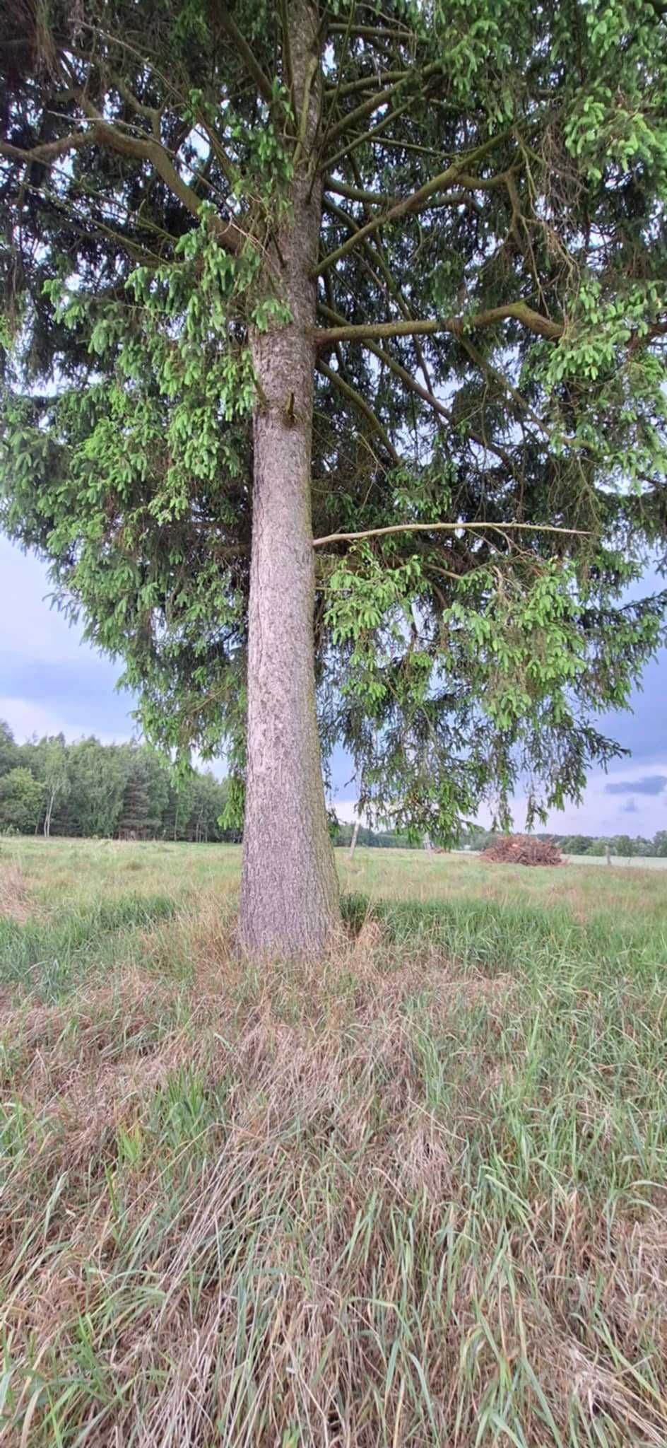 Działki rolne 3,5ha (cena za całość)  Glinojeck