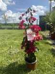Bugenwilla Bougainvillea  Róż