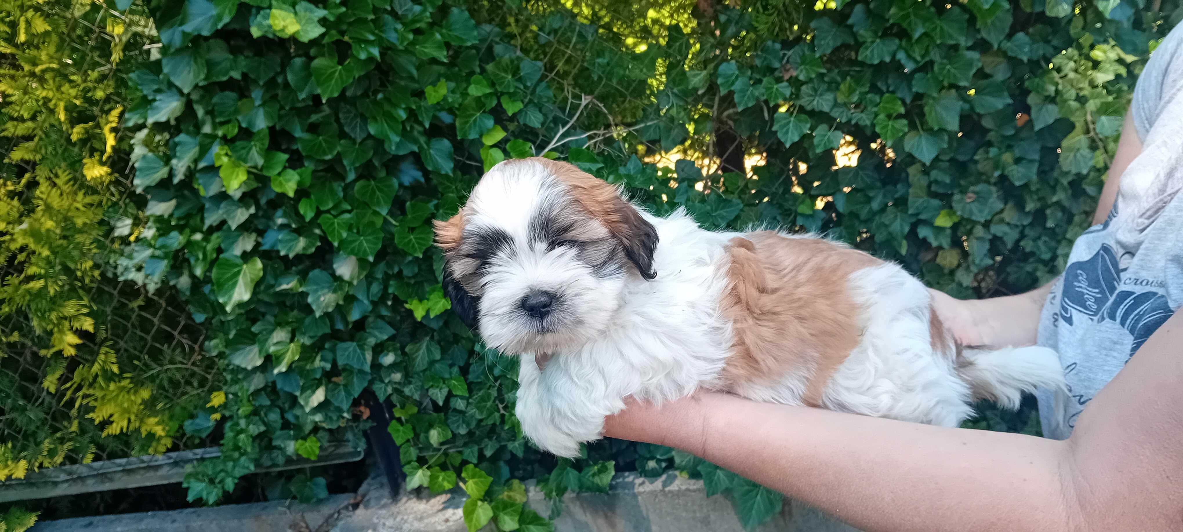 Szczeniak Shih-tzu
