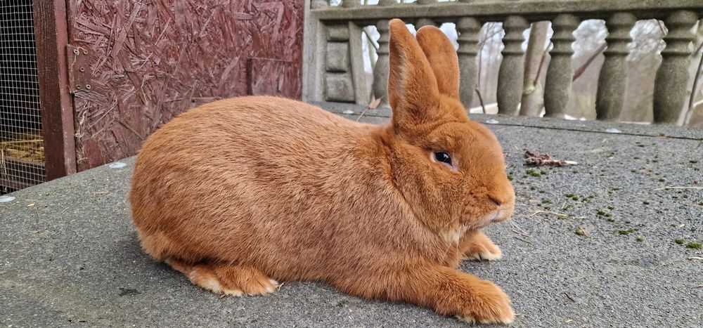 Nowozelandzki czerwony samiec z rodowodem kroliki nowozelandzkie