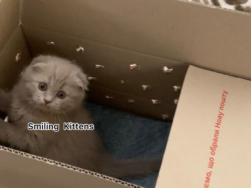 Кошенята рожевого відтінку