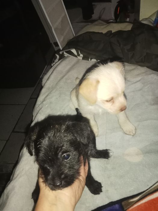 Cao bebê pequeno  macho