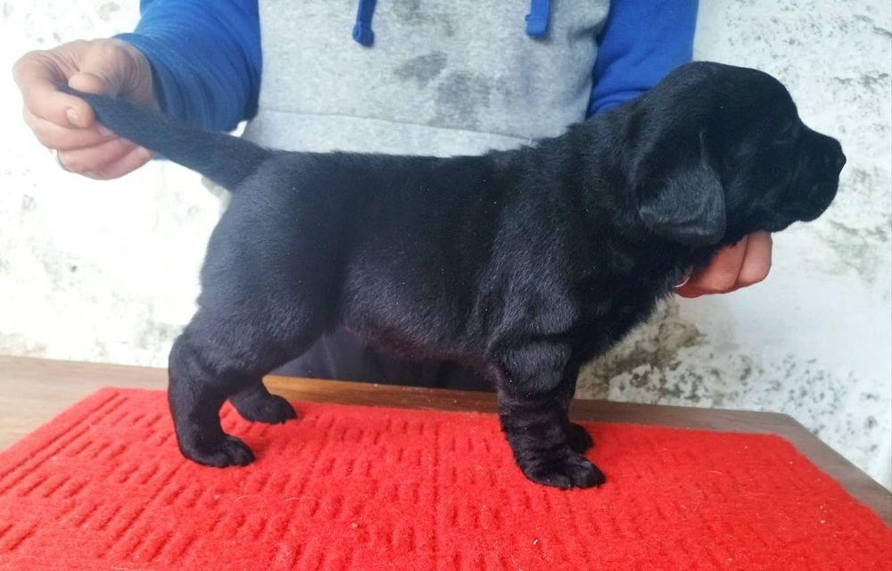 Labrador Retriever Preto  Lop e afixo