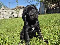 Szczeniak Cane Corso