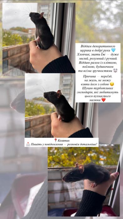 Маленький щурик-  Віддам з кліткою