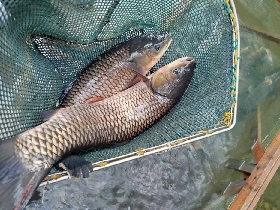 Żywy karp amur szczupak