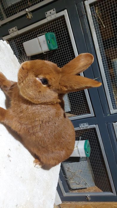 Królik samiec samczyki Nowozelandzki Czerwony NC