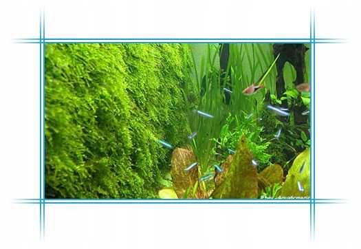 Klej Do Roślin Wodnych z Pędzelkiem Blue-Line - wygodna aplikacja