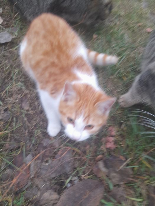 Кошенята безкоштовно