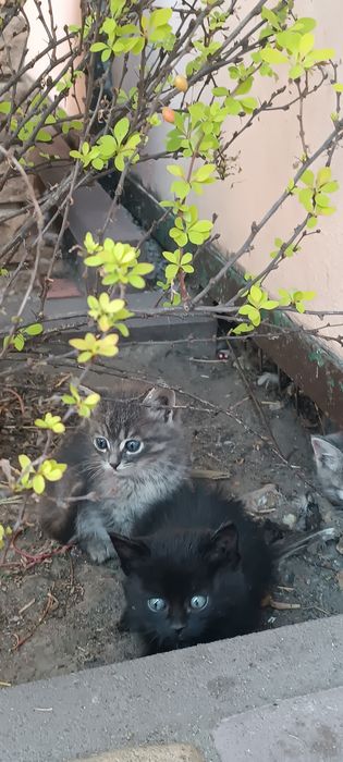 Котики безкоштовно