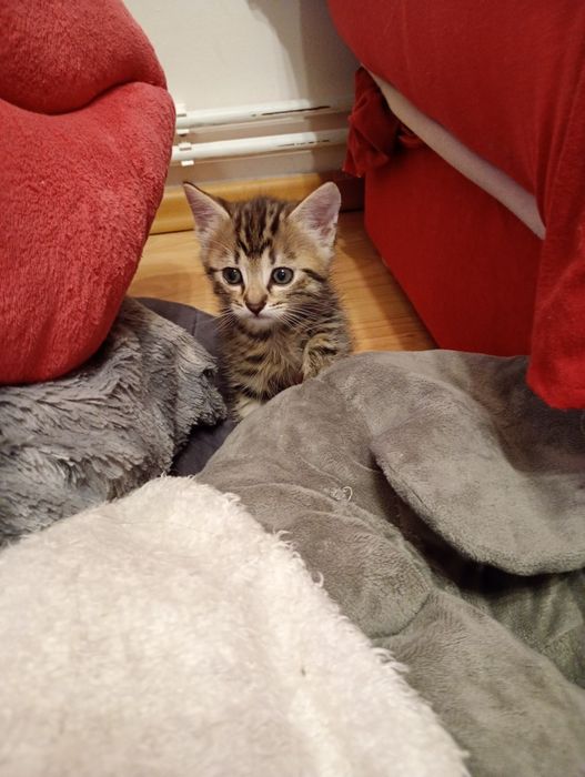 Oddam kotka w dobre rece