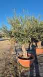Drzewo oliwne.  Drzewko oliwne.  Yucca rostrata