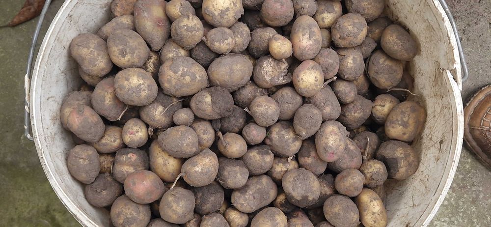 Картопля дрібна на корм