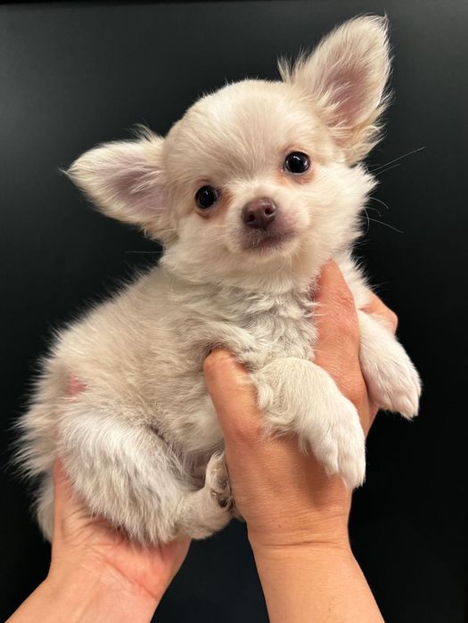 Długowłosy piesek chihuahua FCI ZkwP